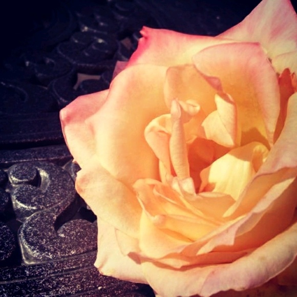 Meet your Posher, Kylie - Picture 1 of 1